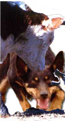 Working Australian Kelpies are found on ranches and farms across North America.